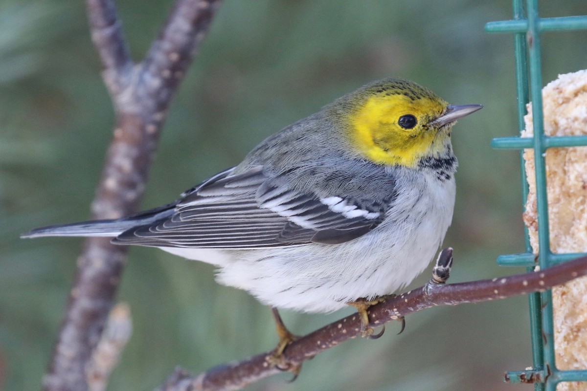 Hermit Warbler - ML195113711