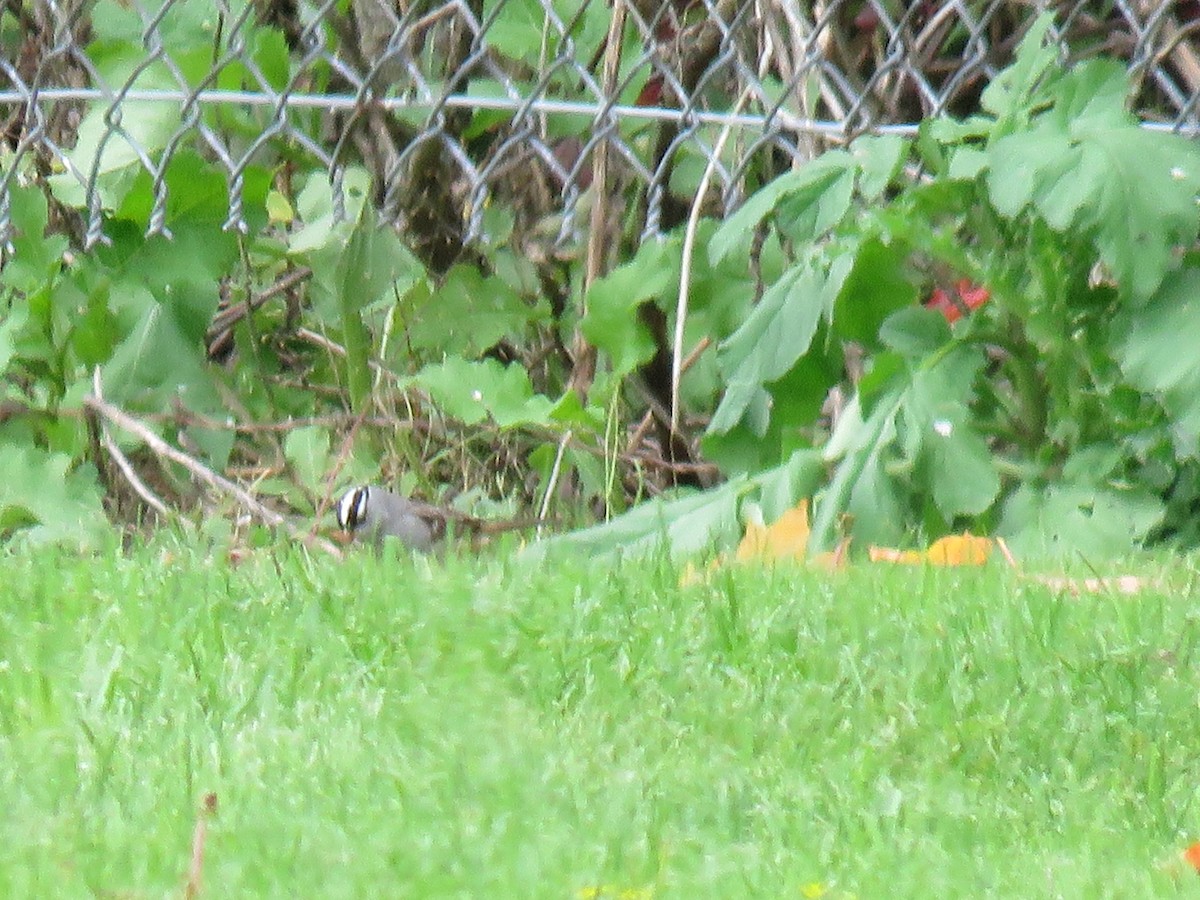 White-crowned Sparrow - ML195113901