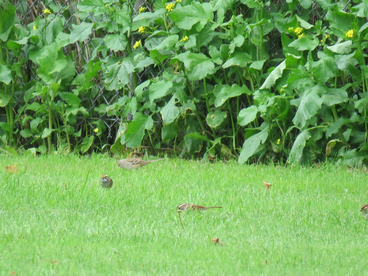 White-throated Sparrow - ML195113951