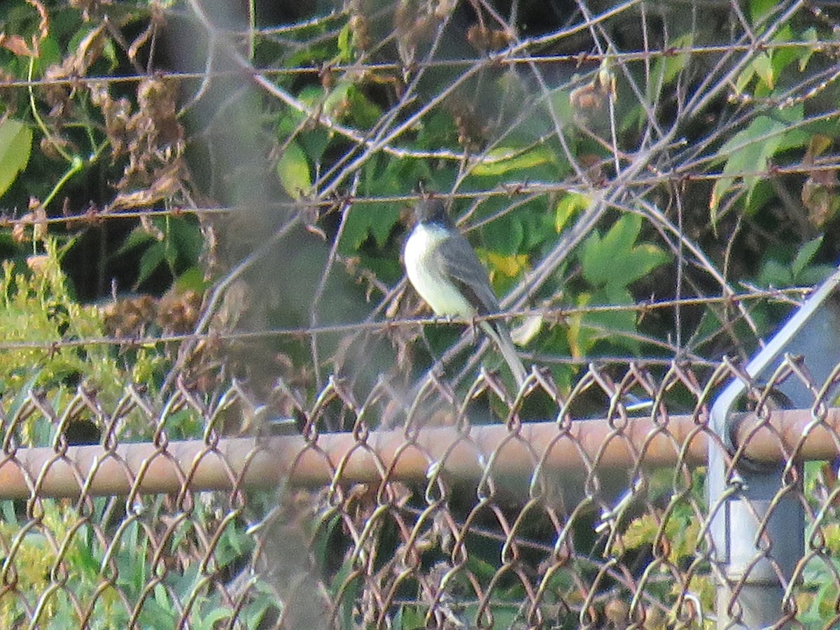 Eastern Phoebe - ML195114131