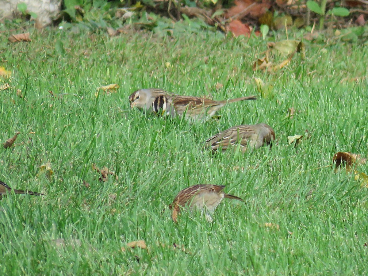 White-crowned Sparrow - ML195114471