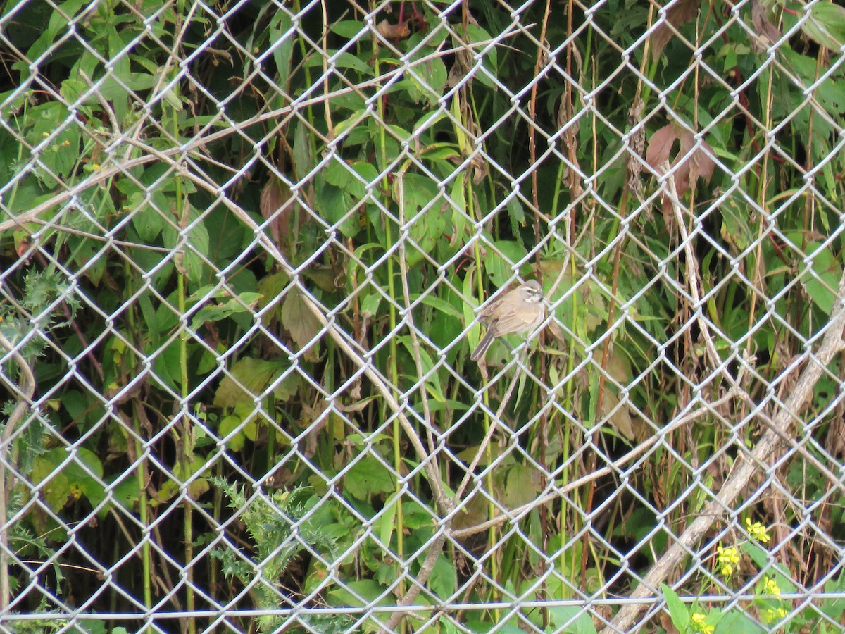 Black-throated Sparrow - ML195114541