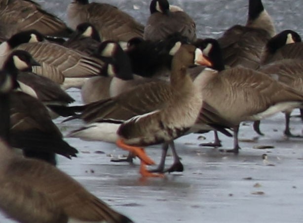 Greater White-fronted Goose - ML195115771