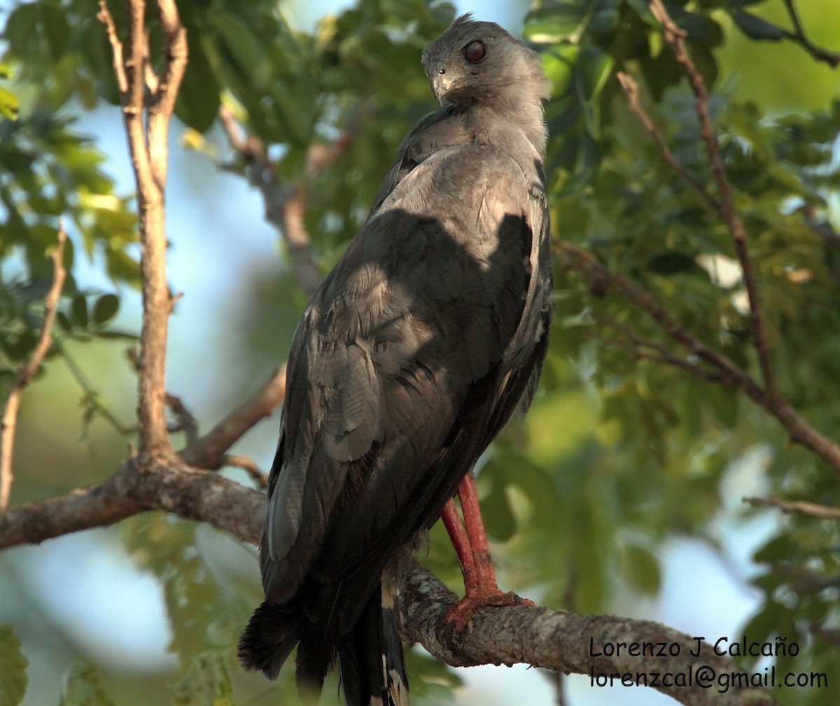 Crane Hawk - Lorenzo Calcaño