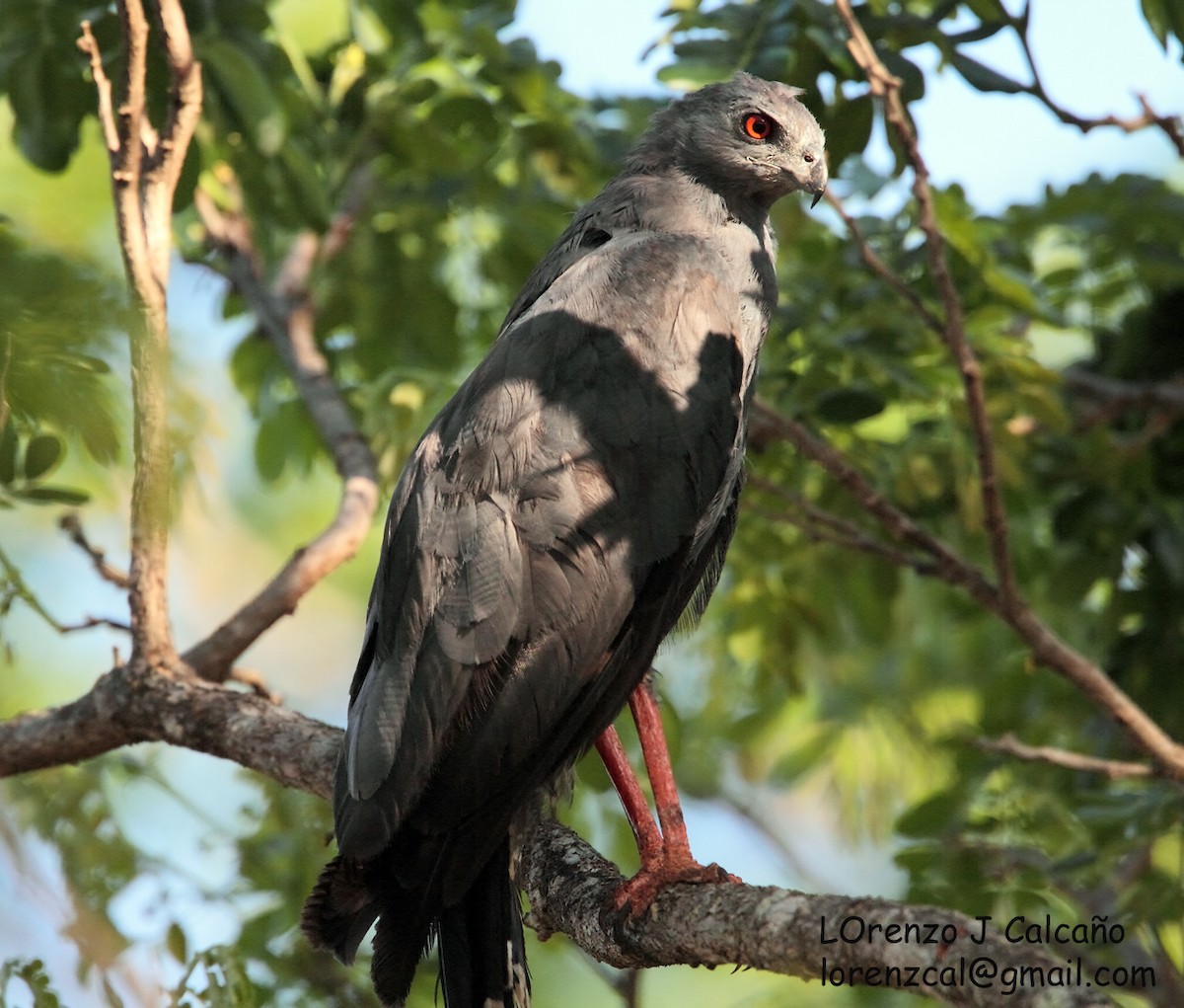 Stelzenbussard - ML195116401