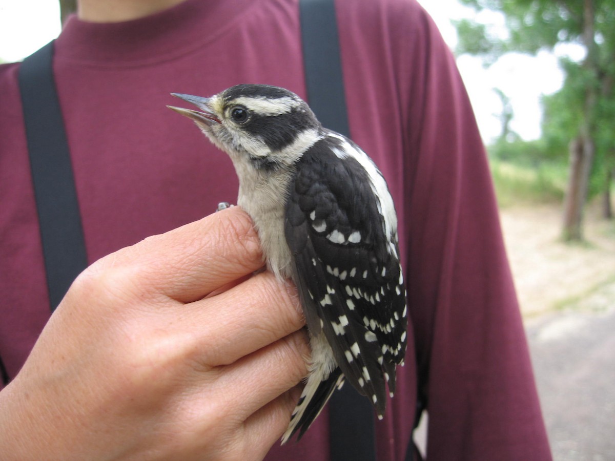 Downy Woodpecker - ML195118361