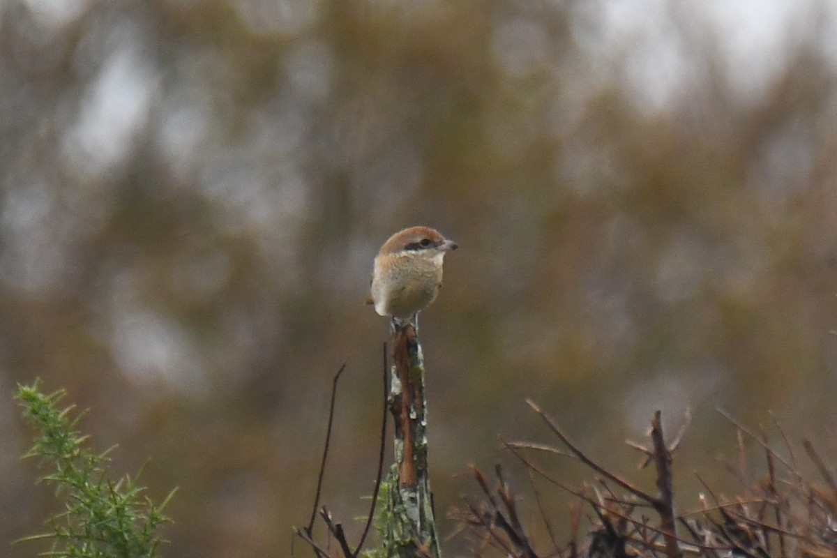 Brown Shrike - ML195118541