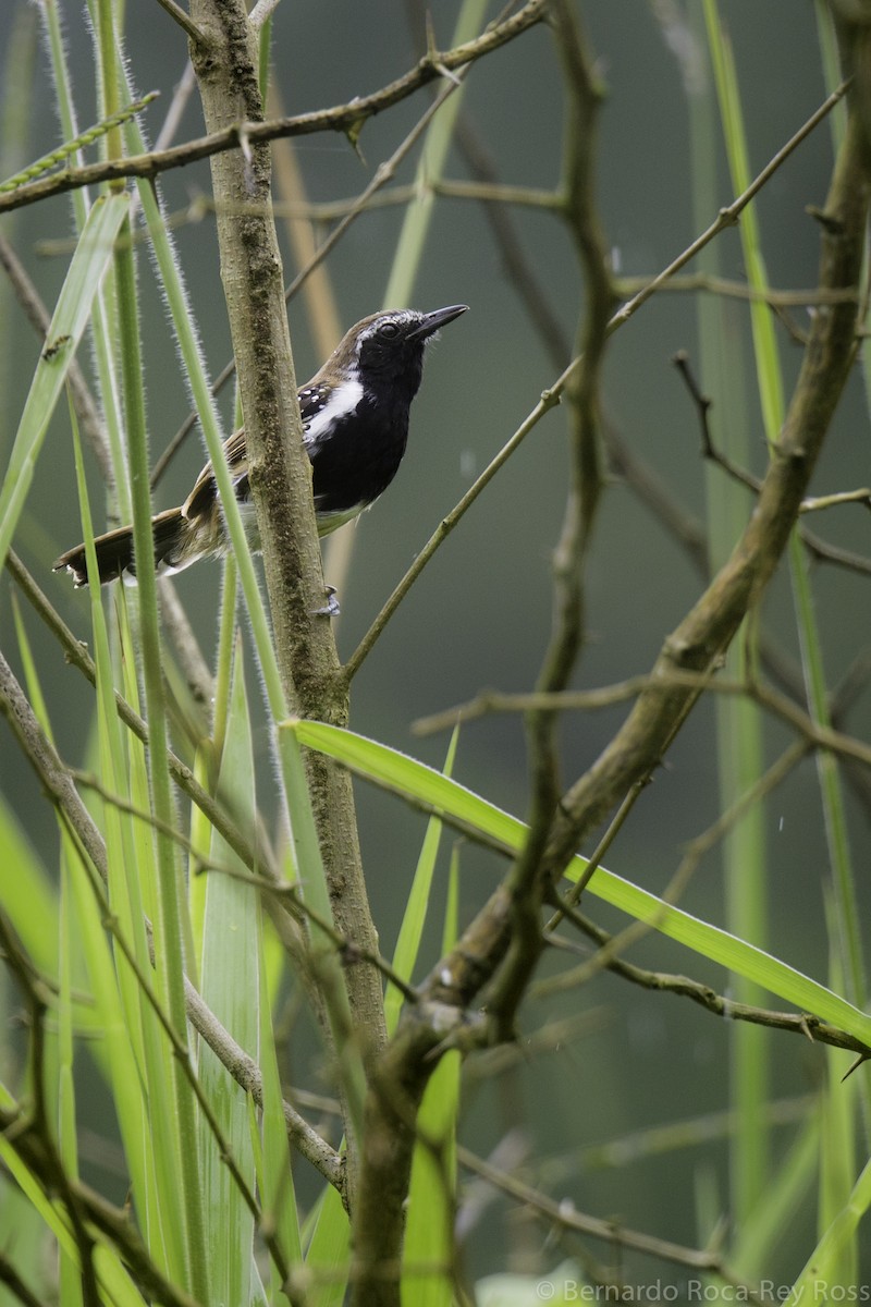 Rusty-backed Antwren - ML195118991