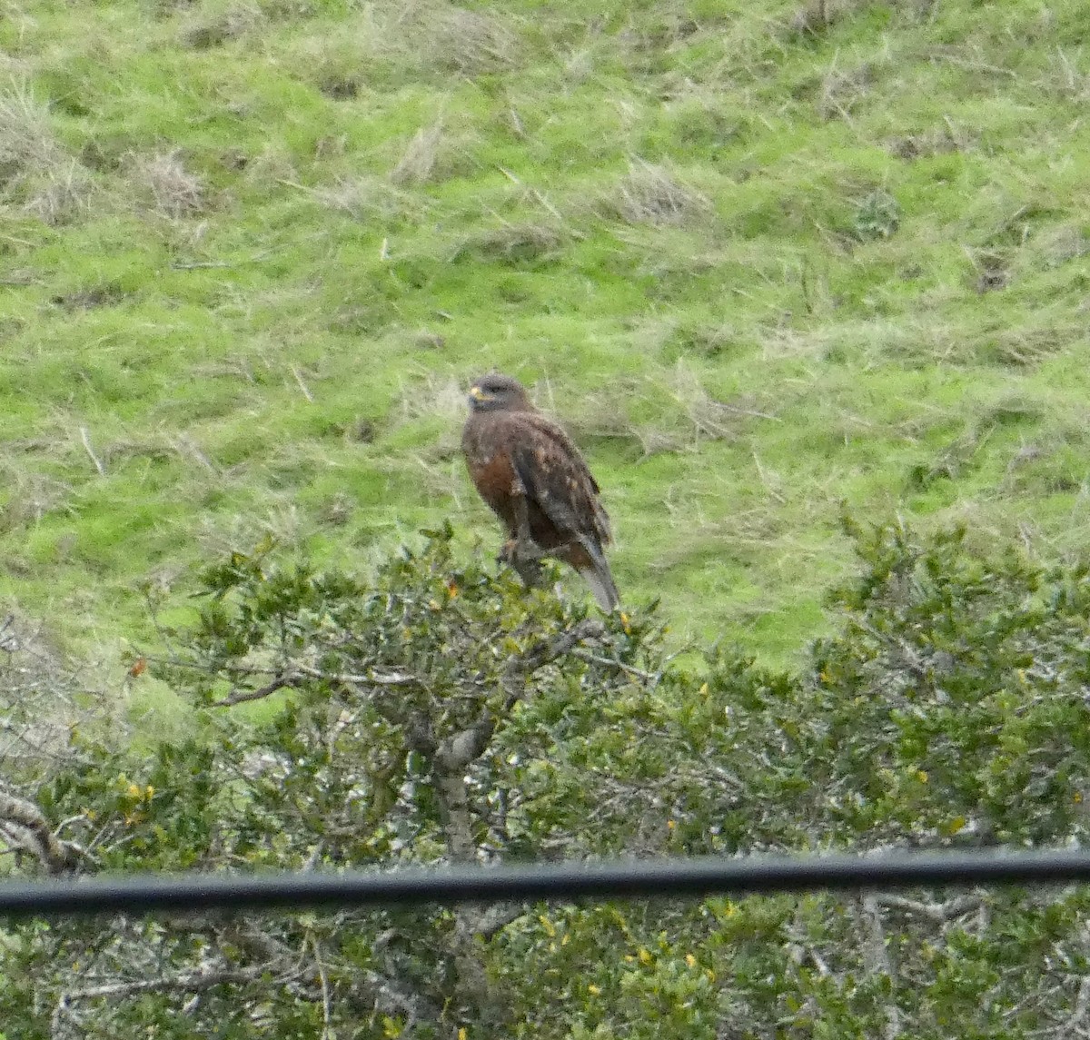 Ferruginous Hawk - ML195119811