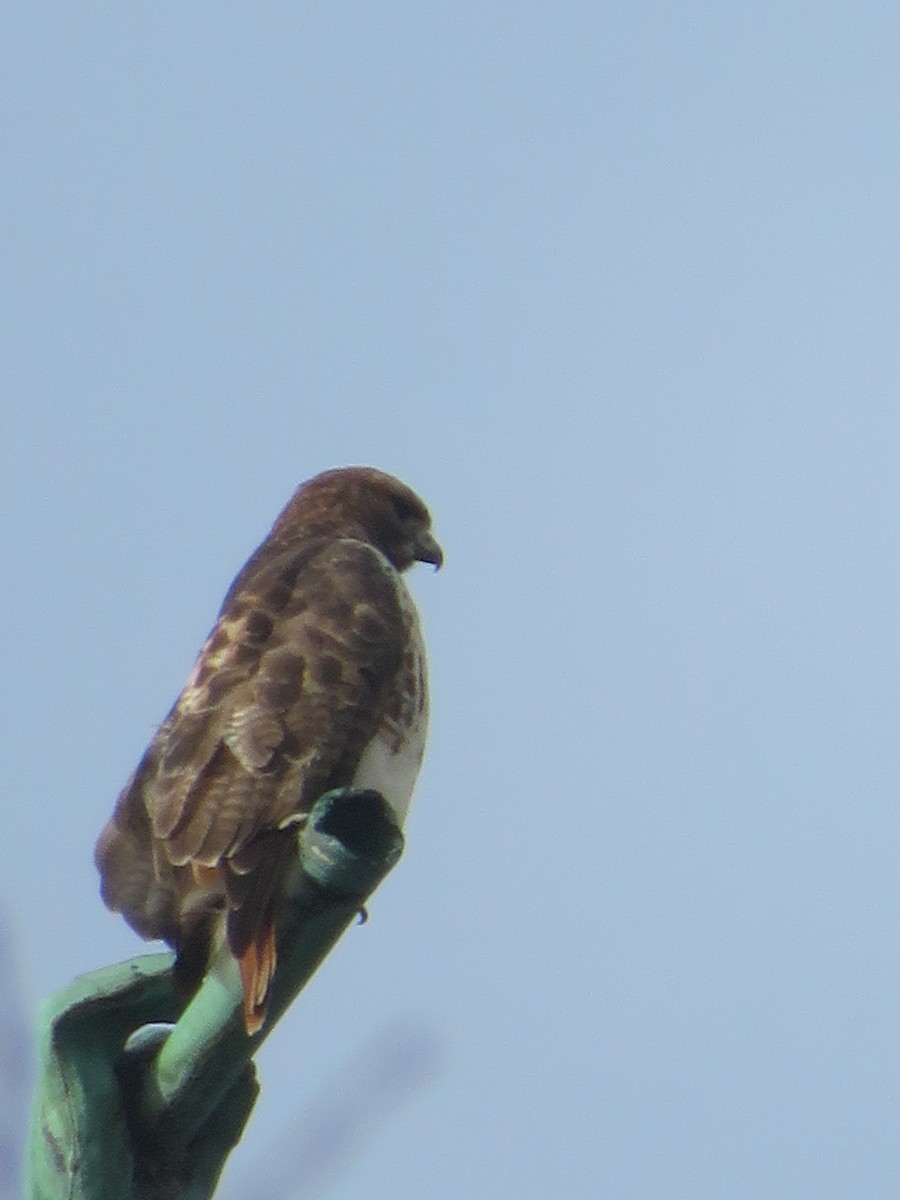 Red-tailed Hawk - ML195121661