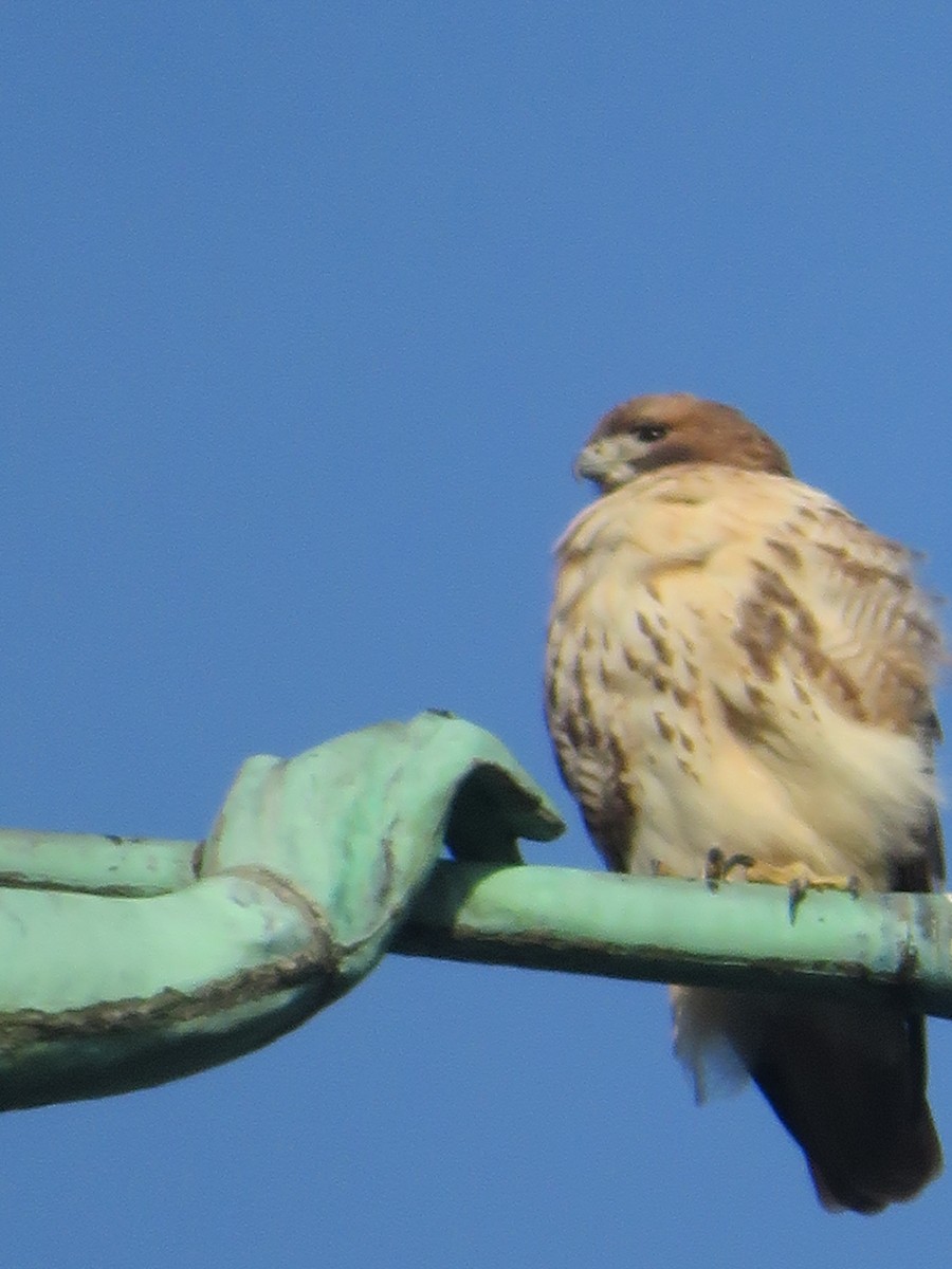 Red-tailed Hawk - ML195121671