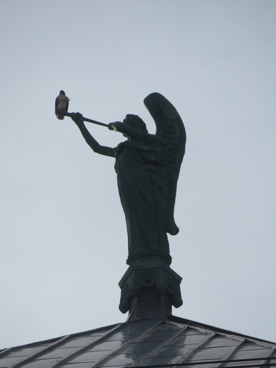 Red-tailed Hawk - ML195121681