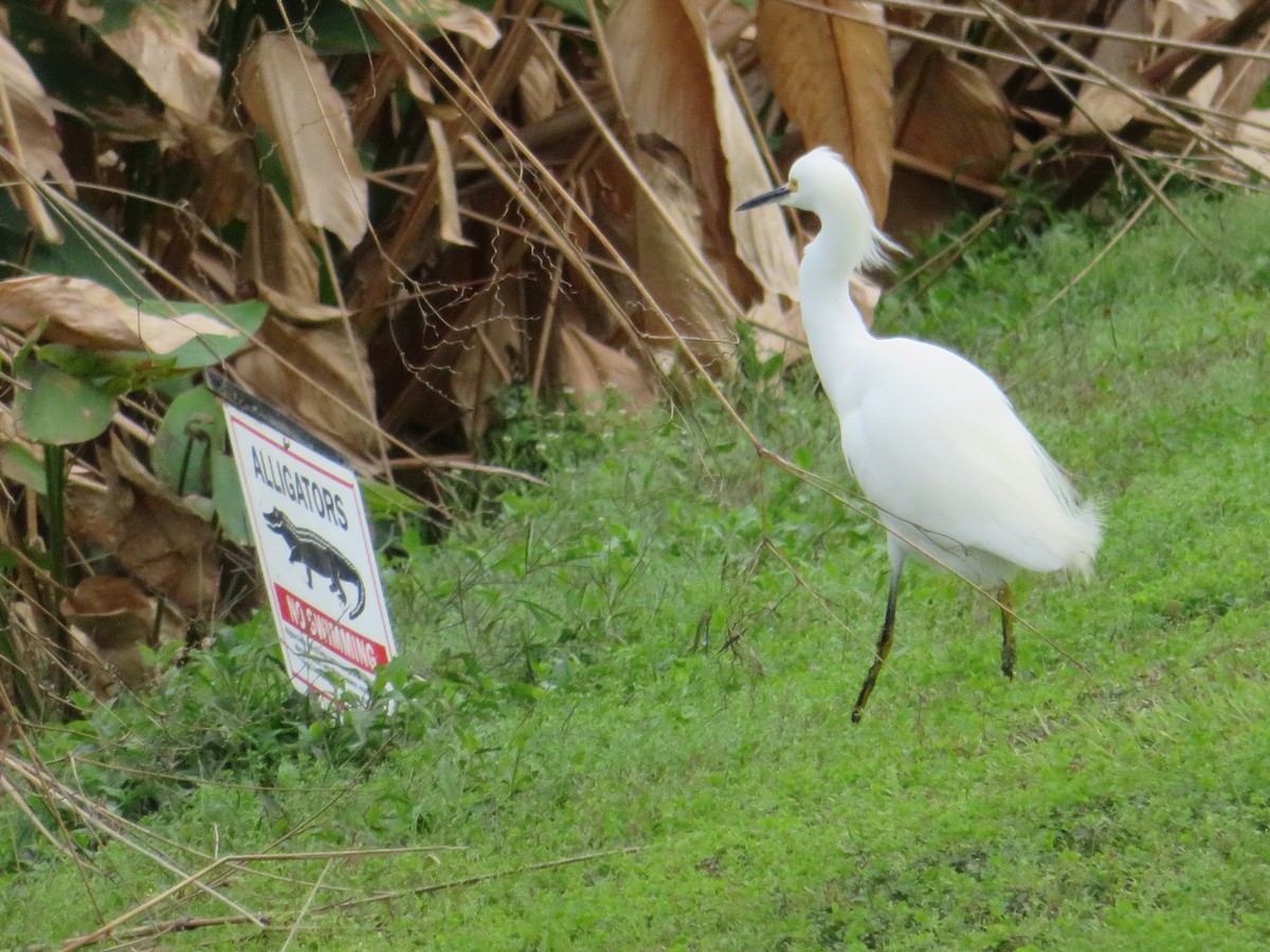 Snowy Egret - ML195121941