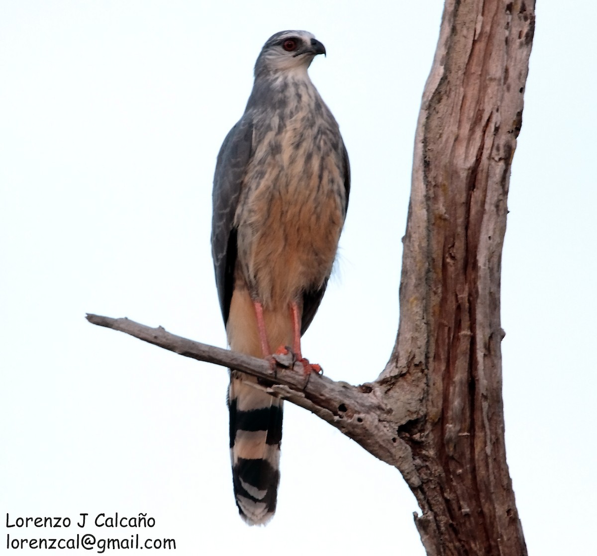 Crane Hawk - Lorenzo Calcaño