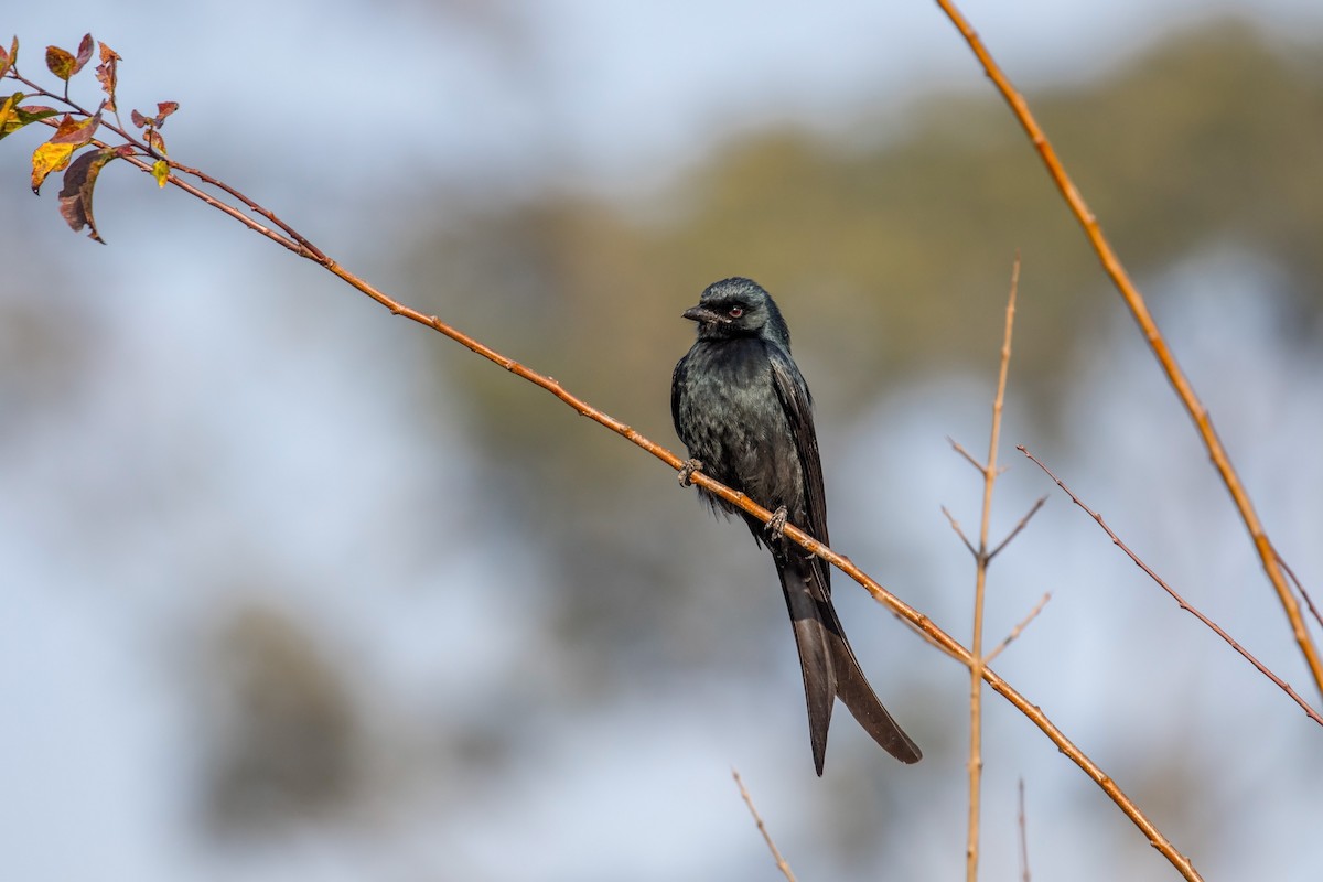 Black Drongo - ML195122921