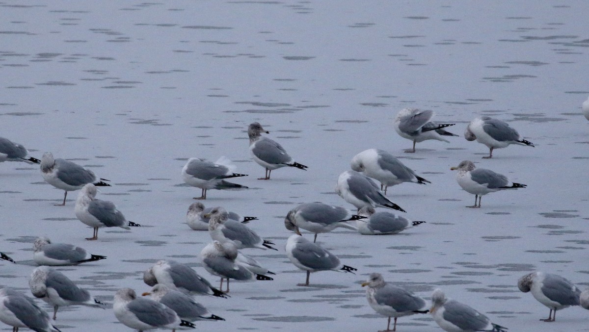 racek stříbřitý (ssp. smithsonianus) - ML195123221