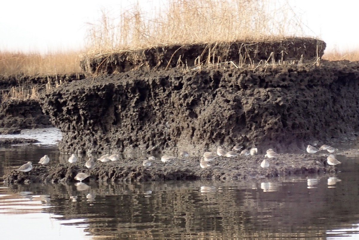 Dunlin - Louis DeMarco