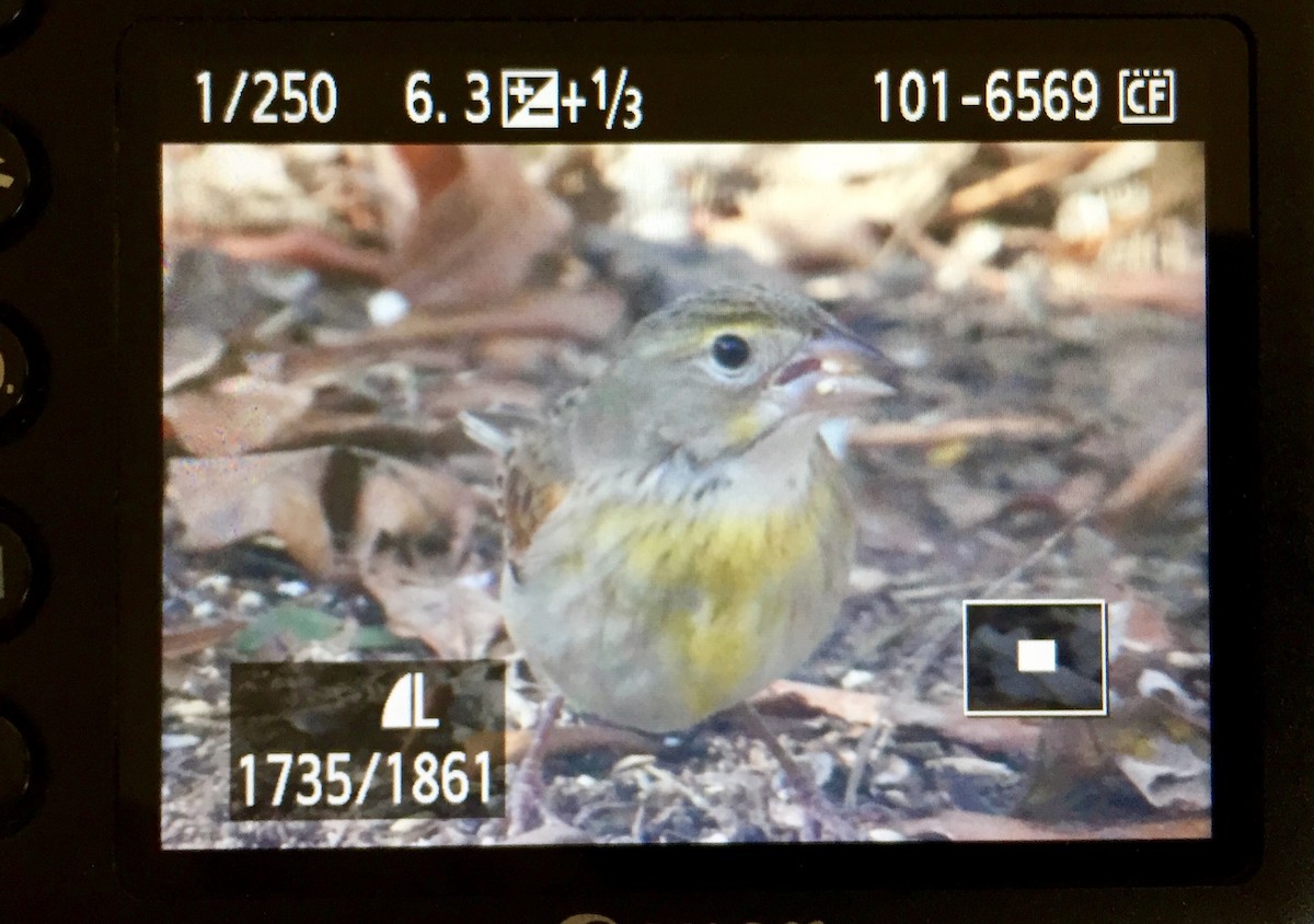 Dickcissel - ML195126911