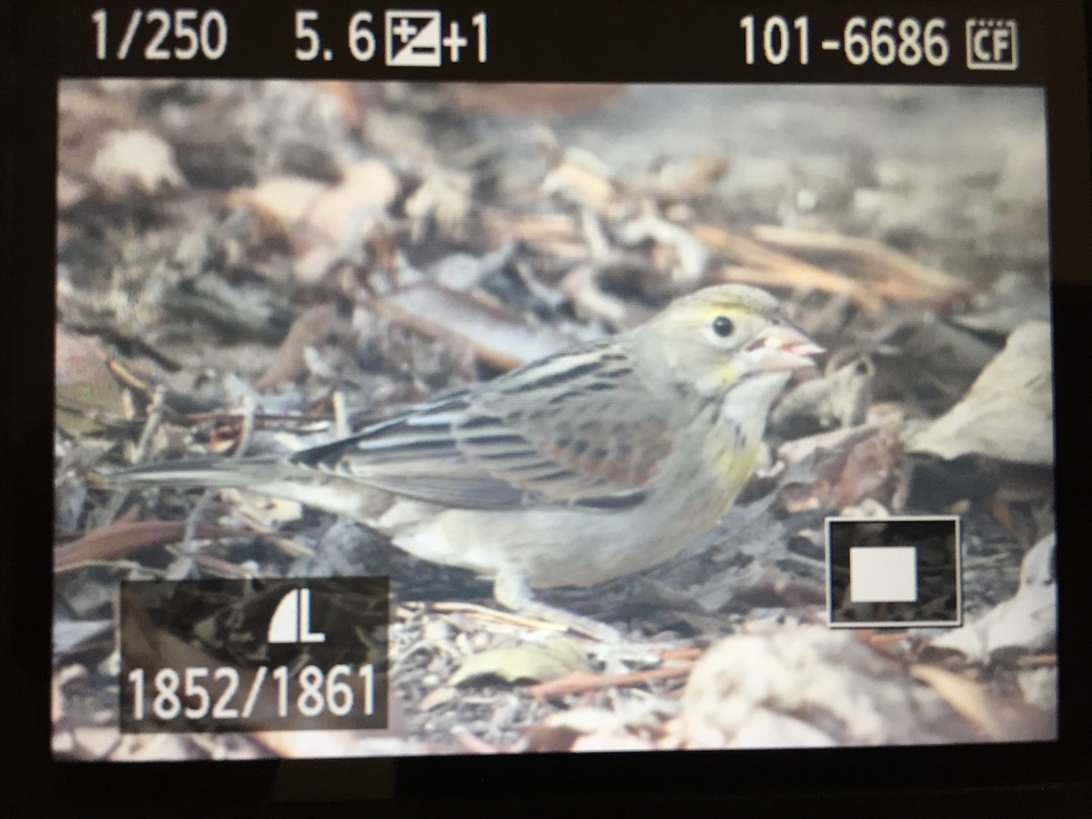 Dickcissel - ML195126991