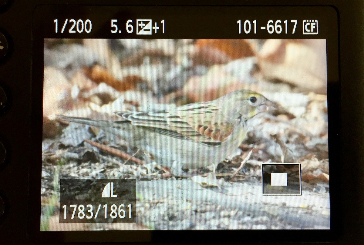 Dickcissel d'Amérique - ML195127021