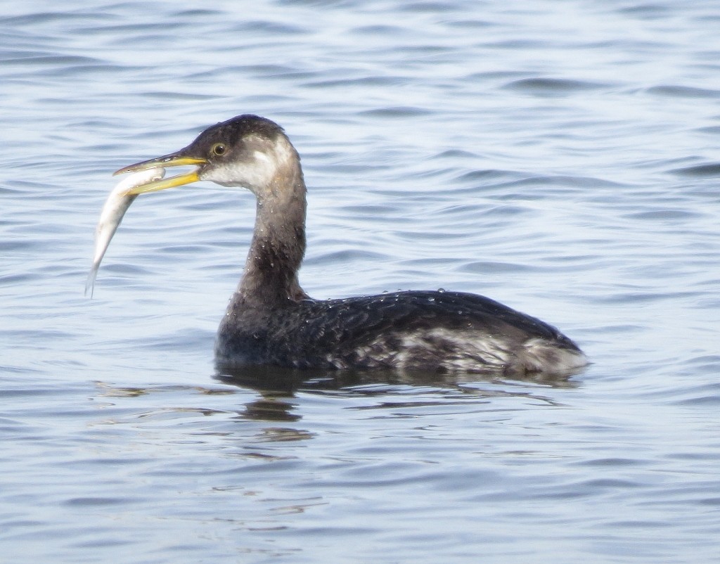 Red-necked Grebe - Bill Carrell