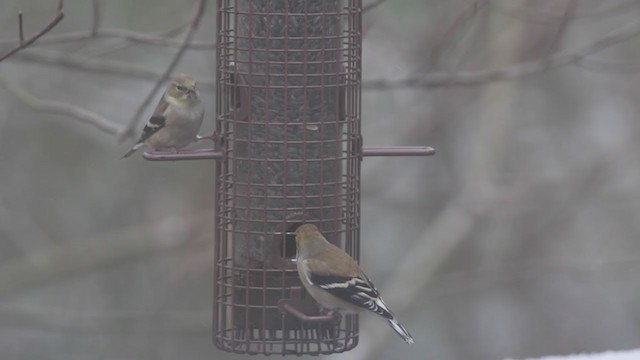 American Goldfinch - ML195128651