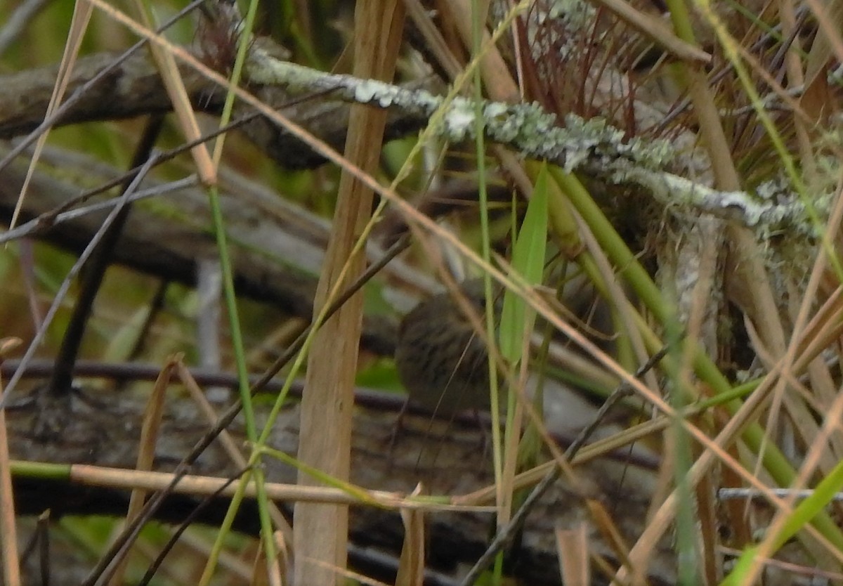 Lincoln's Sparrow - ML195128871