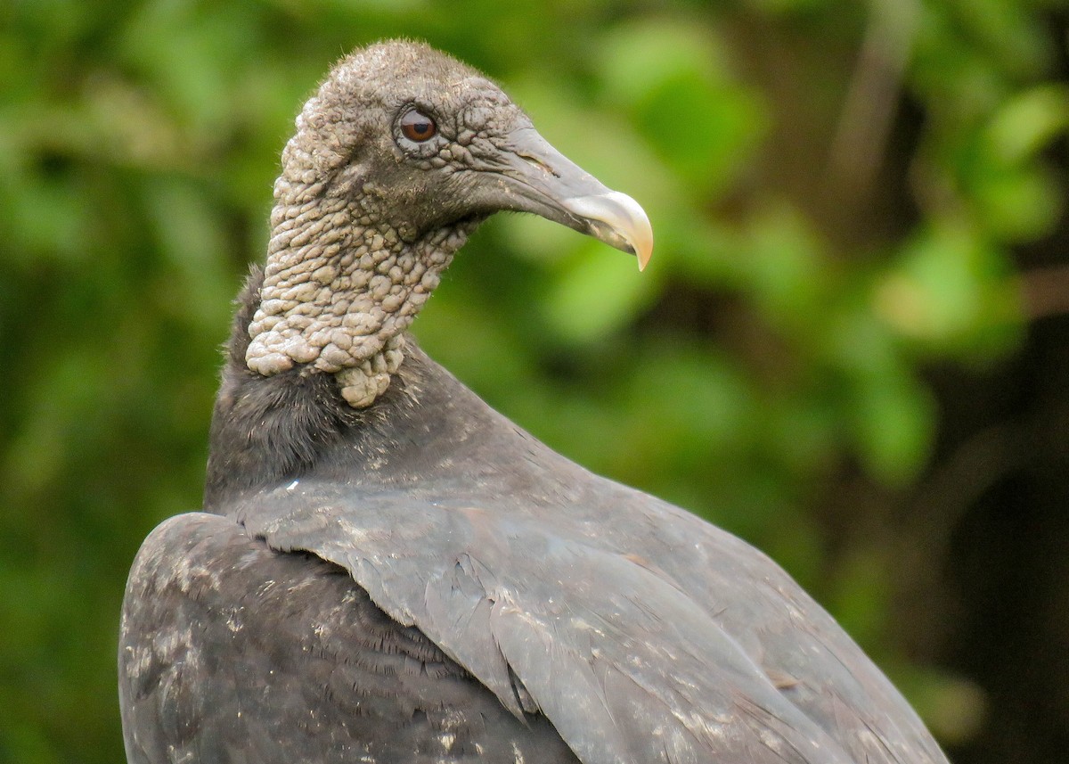 Black Vulture - Maria del Castillo