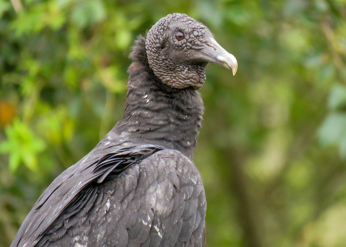 Black Vulture - Maria del Castillo