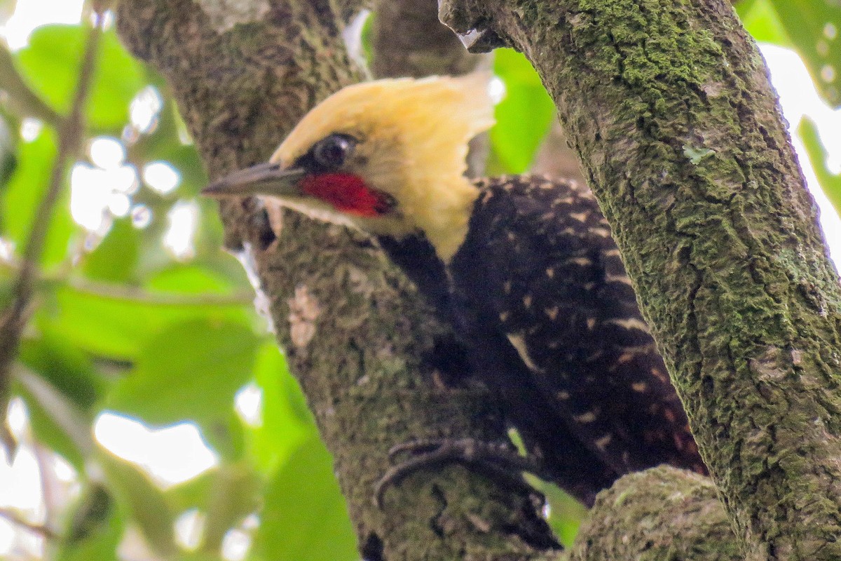 Pale-crested Woodpecker - Maria del Castillo