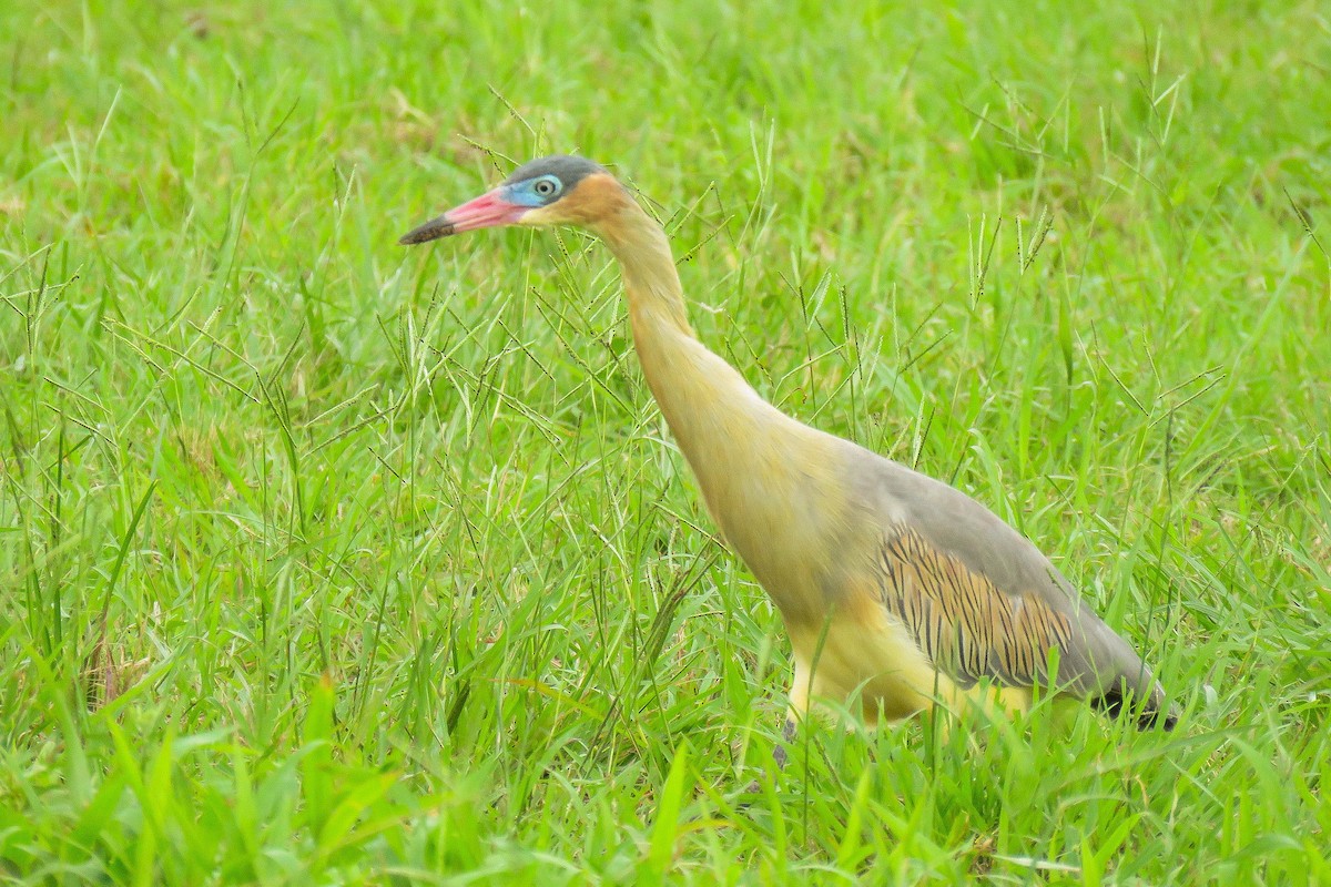 Whistling Heron - ML195129221