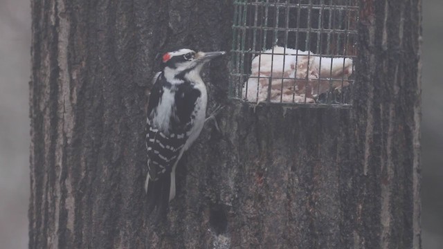 strakapoud americký [skupina villosus] - ML195129271