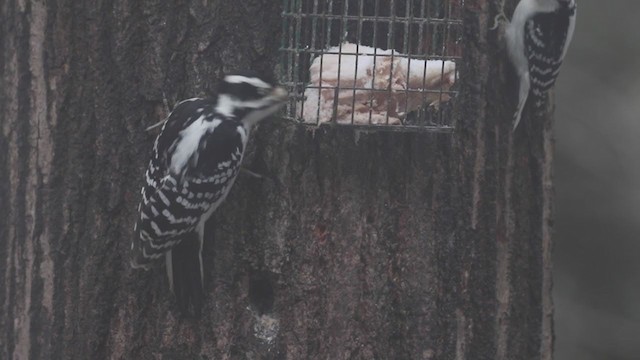 Hairy Woodpecker (Eastern) - ML195129851