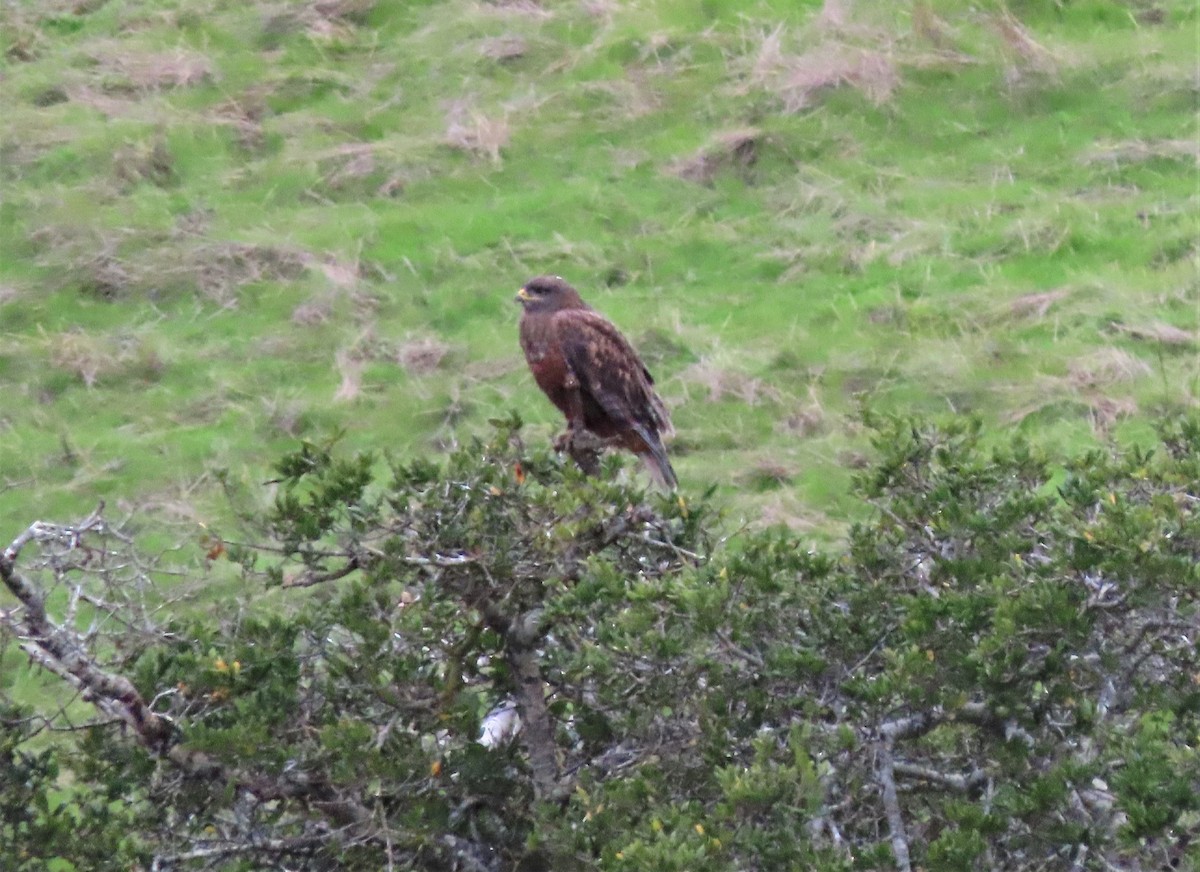 Ferruginous Hawk - ML195130101