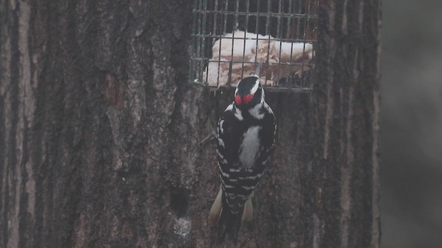 Hairy Woodpecker (Eastern) - ML195130811