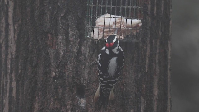 strakapoud americký [skupina villosus] - ML195130811