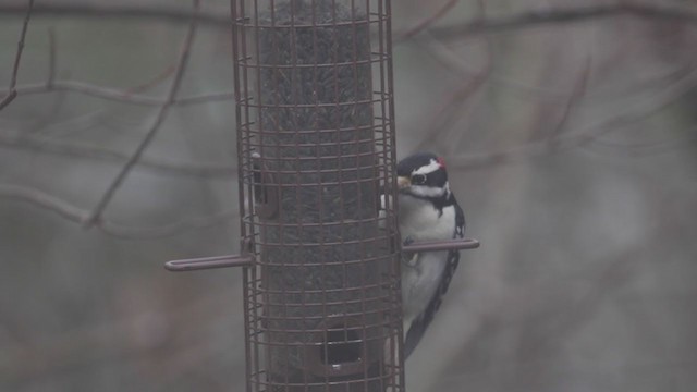 Hairy Woodpecker (Eastern) - ML195130941