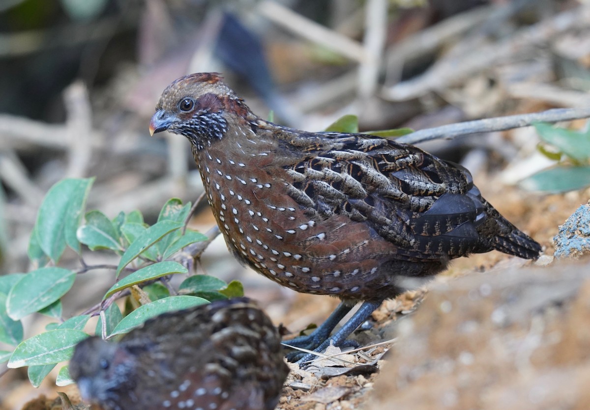 Spotted Wood-Quail - ML195131261