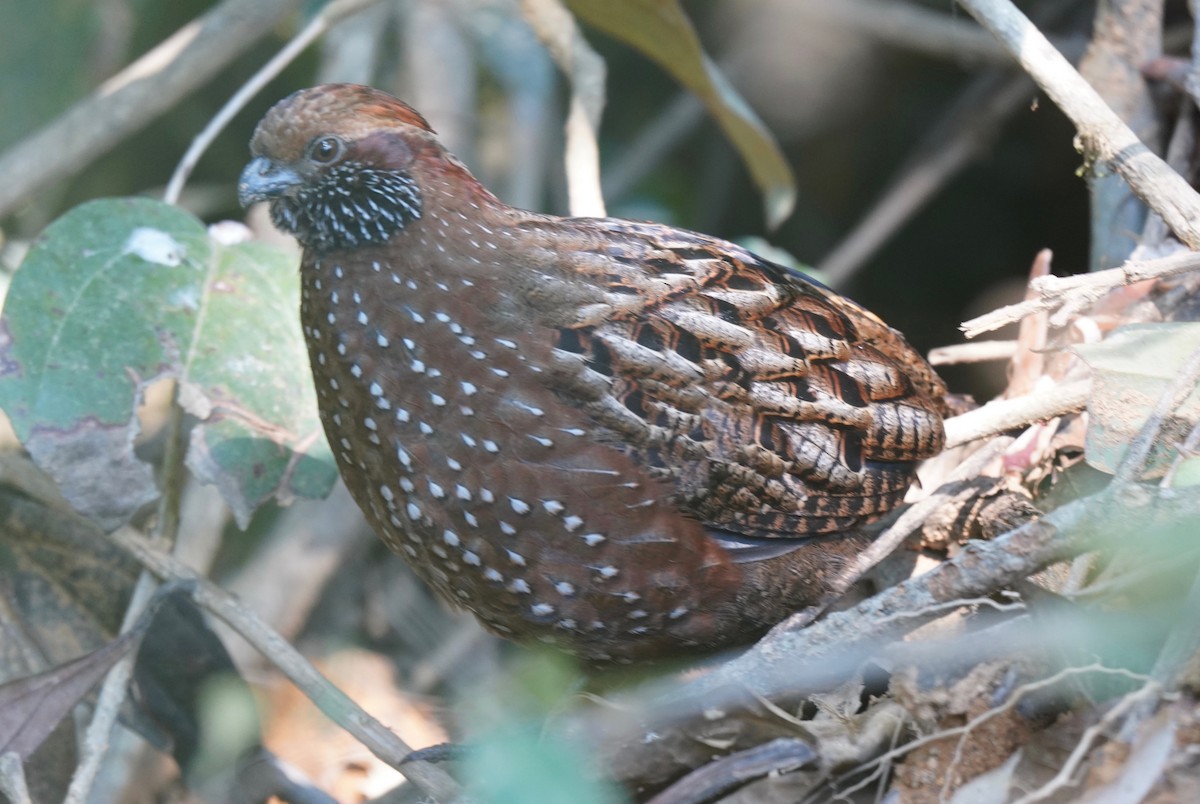 Spotted Wood-Quail - Sibylle Hechtel