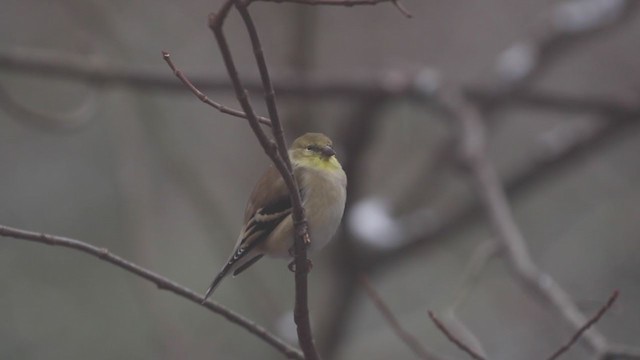 American Goldfinch - ML195131381