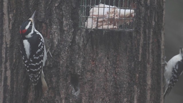 Hairy Woodpecker (Eastern) - ML195131631