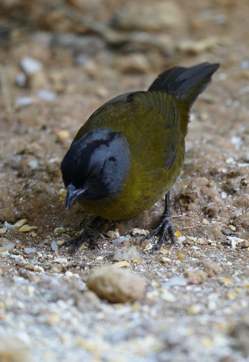 Large-footed Finch - ML195132461