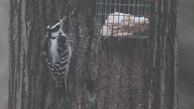 Hairy Woodpecker (Eastern) - ML195133151