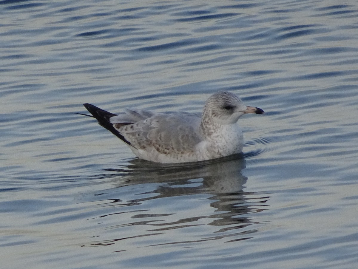 Ring-billed Gull - ML195133481