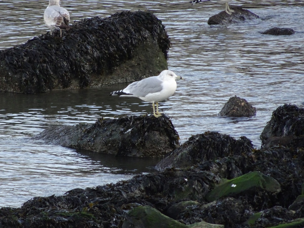Ring-billed Gull - ML195133511