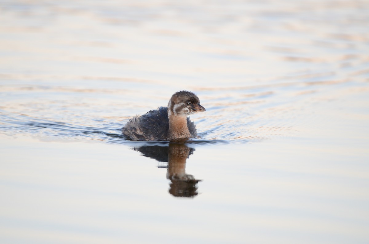 Pied-billed Grebe - ML195133581