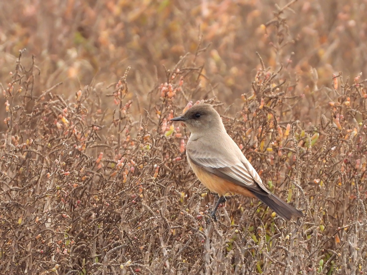 Say's Phoebe - ML195135831