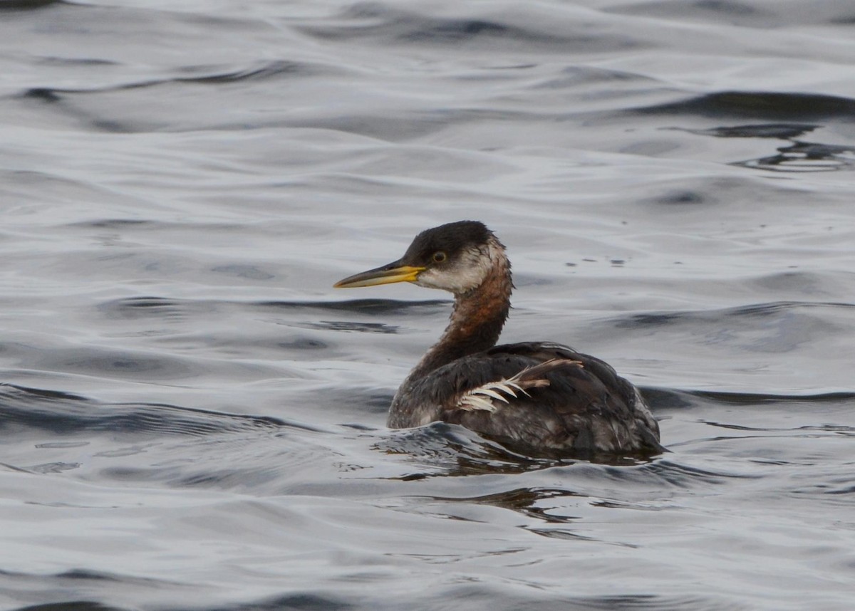 Red-necked Grebe - ML195136551