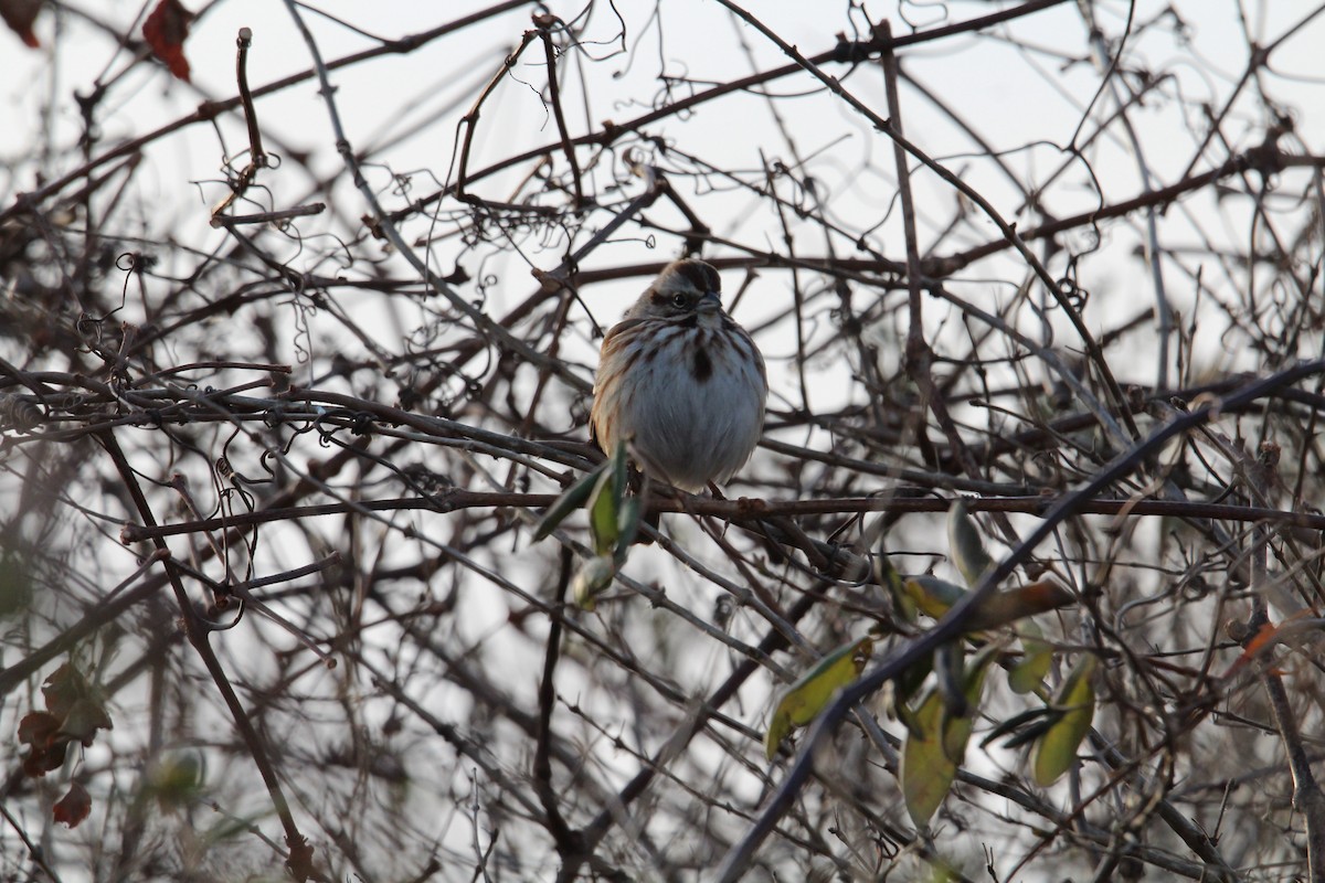 Song Sparrow - ML195136991