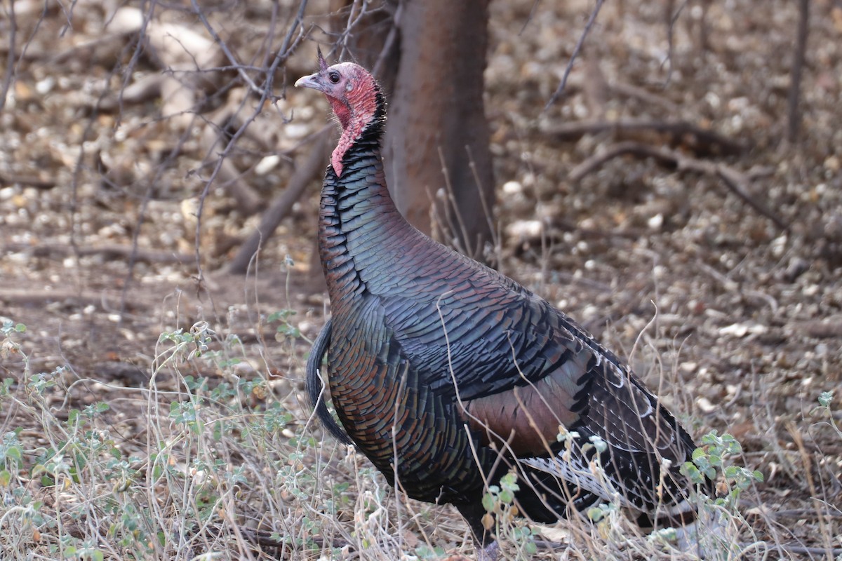 Wild Turkey - Kathy Mihm Dunning